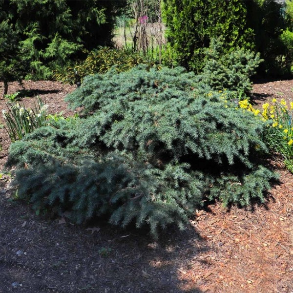 Feelin Blue Deodar Cedar