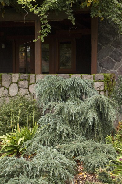Feelin Blue Deodar Cedar