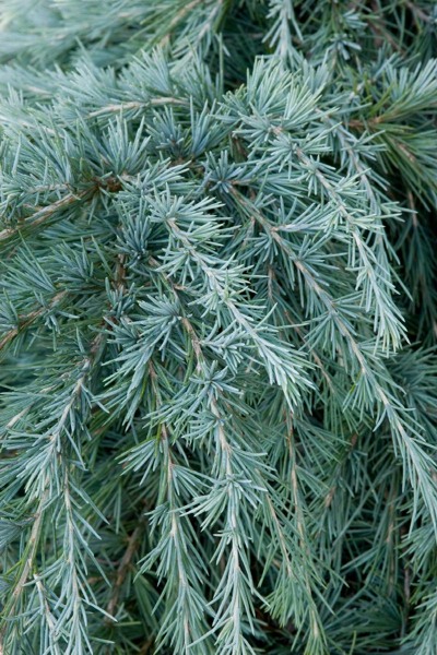 Feelin Blue Deodar Cedar