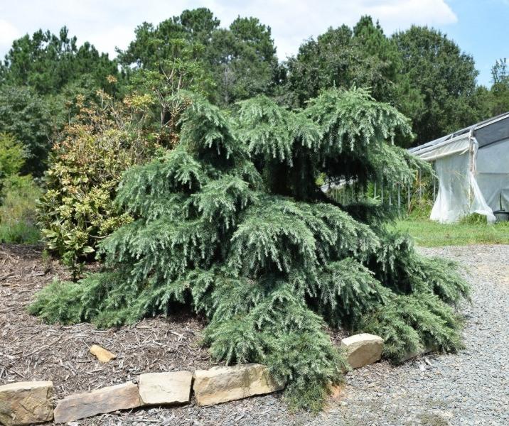 Feelin Blue Deodar Cedar