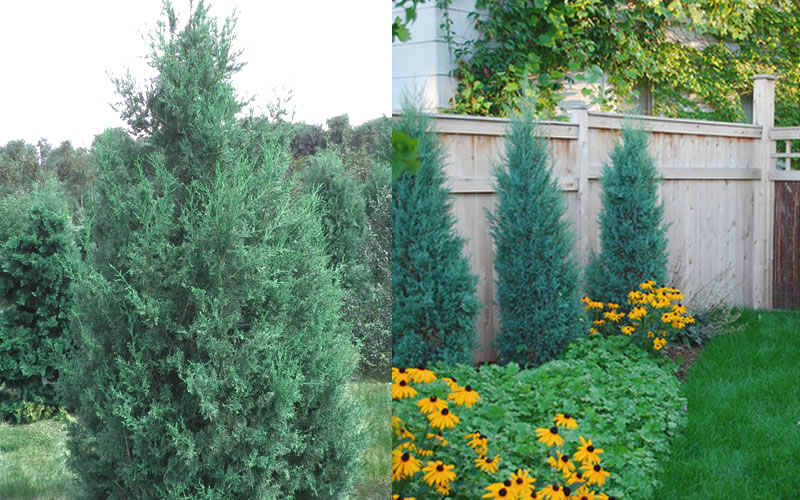 Iowa Juniper