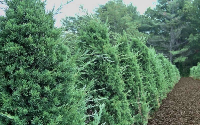 Iowa Juniper
