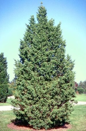 Iowa Juniper