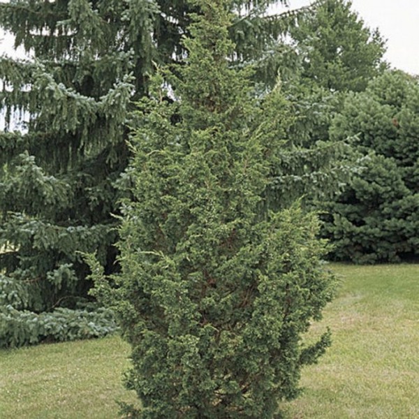 Iowa Juniper