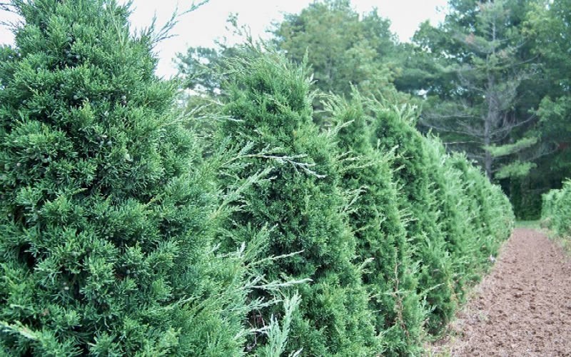 Iowa Juniper