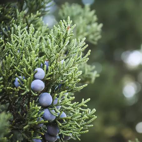 Iowa Juniper