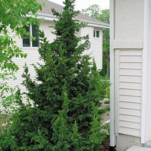 Iowa Juniper
