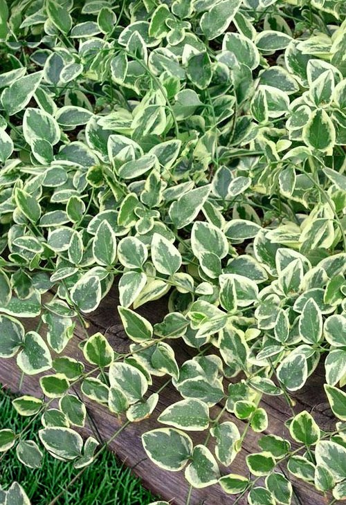 Variegated Bigleaf Periwinkle