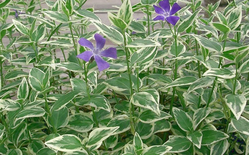 Variegated Bigleaf Periwinkle
