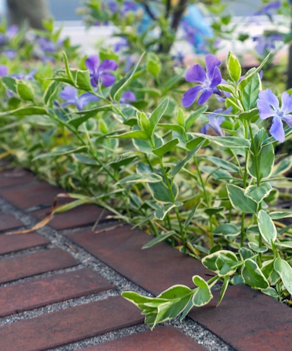 Variegated Bigleaf Periwinkle