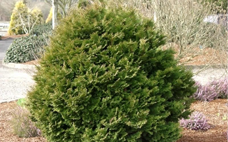 Tempelhof Hinoki Cypress