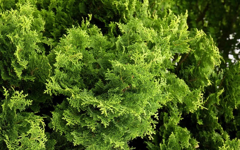 Tempelhof Hinoki Cypress