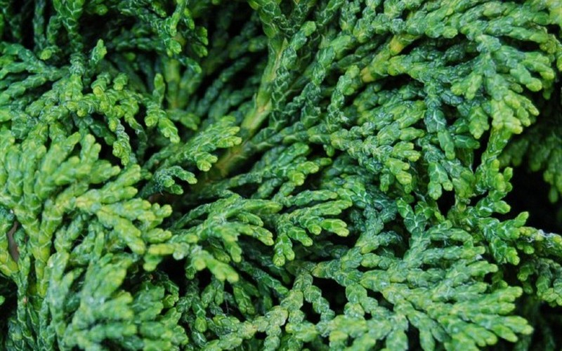 Tempelhof Hinoki Cypress
