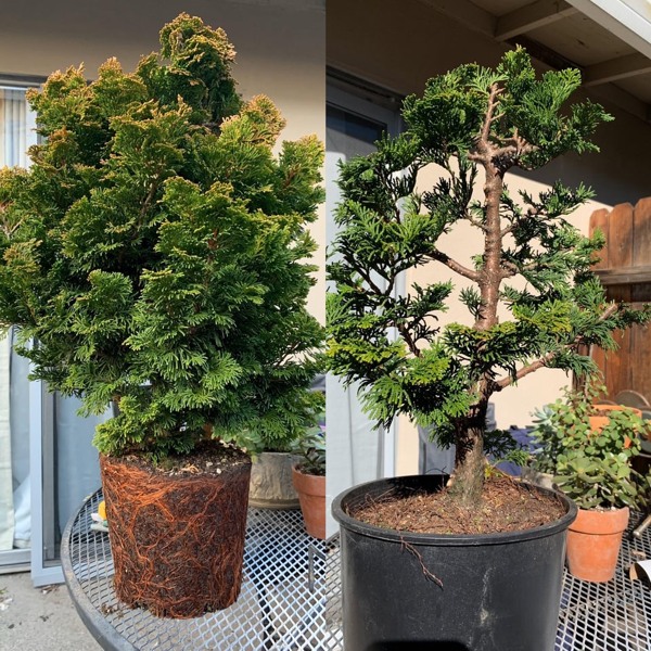 Tempelhof Hinoki Cypress