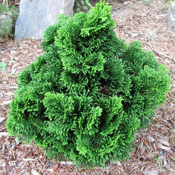 Tempelhof Hinoki Cypress