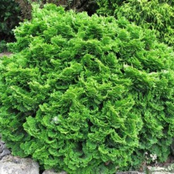 Tempelhof Hinoki Cypress