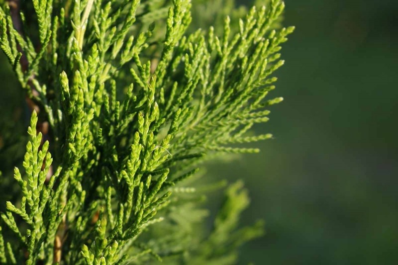 Spartan Juniper