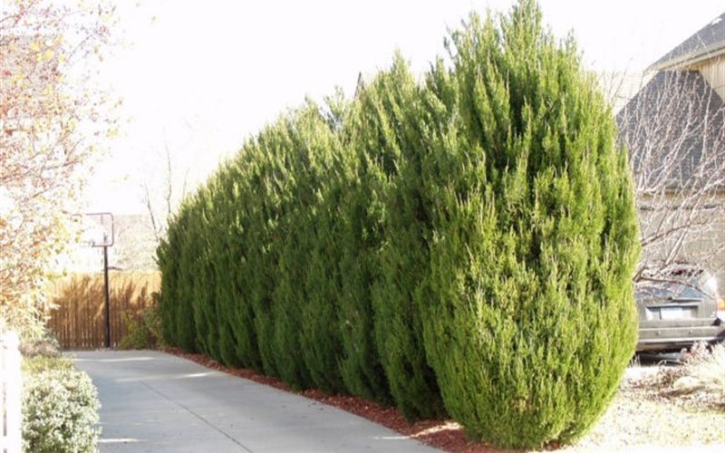 Spartan Juniper