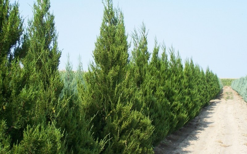 Spartan Juniper