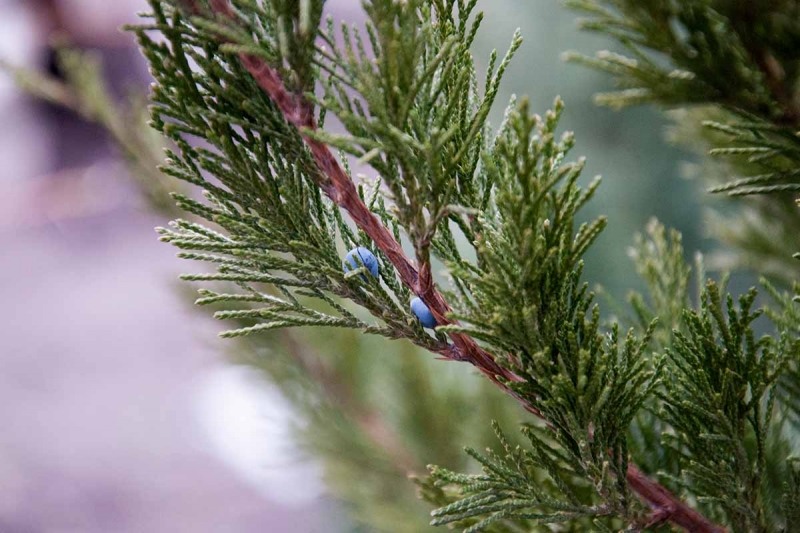 Spartan Juniper