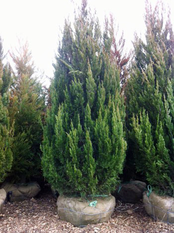 Spartan Juniper