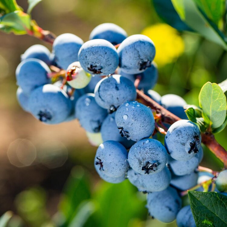 Bluebelle Rabbiteye Blueberry