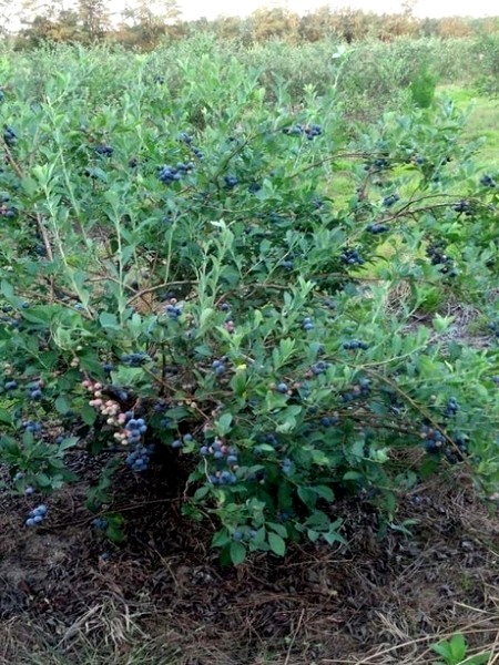 Bluebelle Rabbiteye Blueberry