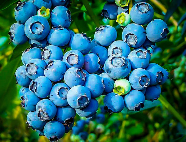 Bluebelle Rabbiteye Blueberry