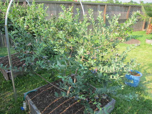Bluebelle Rabbiteye Blueberry