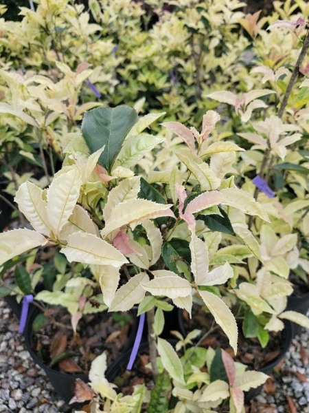 Noble Lady Tea Olive
