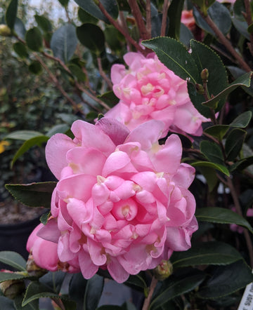 Susy Dirr Camellia