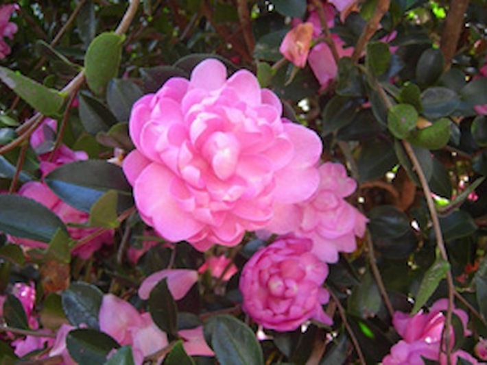 Susy Dirr Camellia
