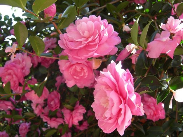 Susy Dirr Camellia