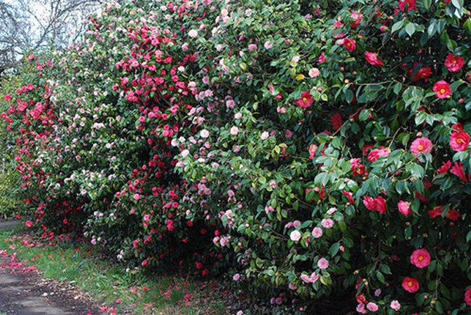 Susy Dirr Camellia