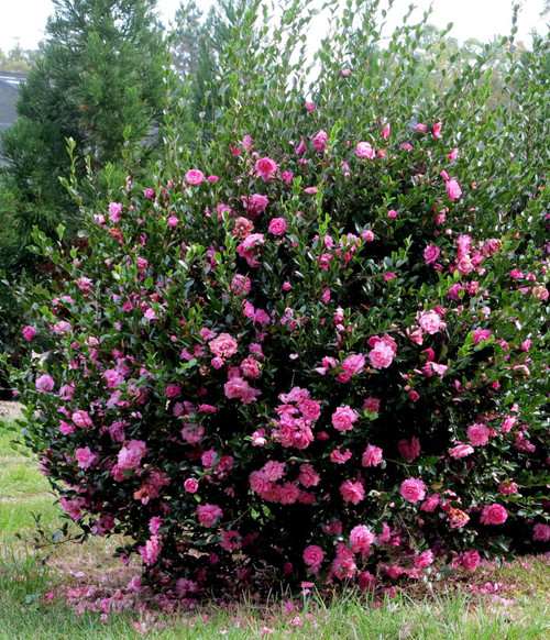 Susy Dirr Camellia