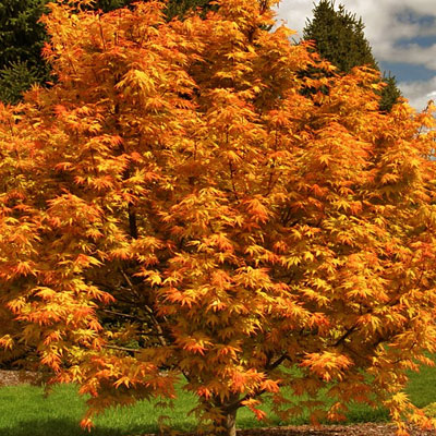 Orange Dream Japanese Maple