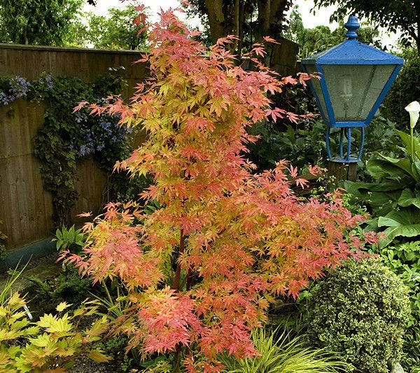 Orange Dream Japanese Maple