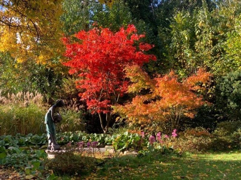 Orange Dream Japanese Maple