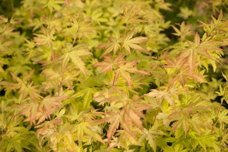 Orange Dream Japanese Maple