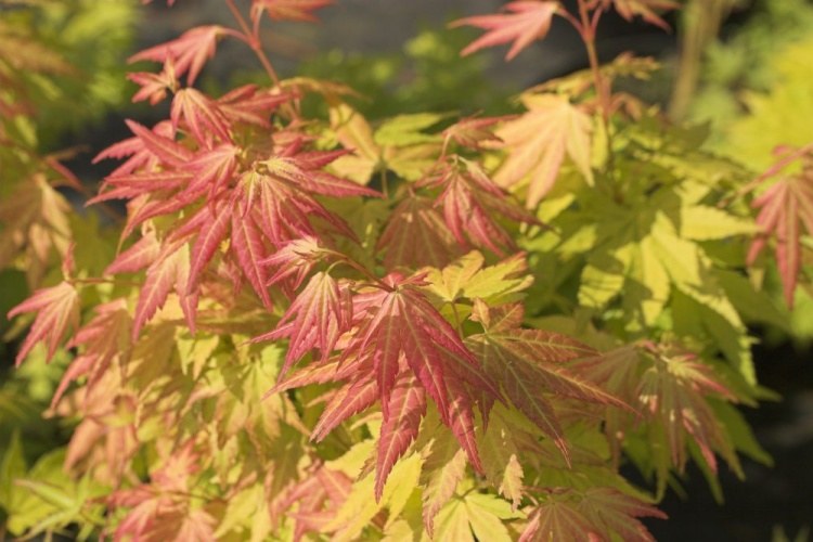 Orange Dream Japanese Maple