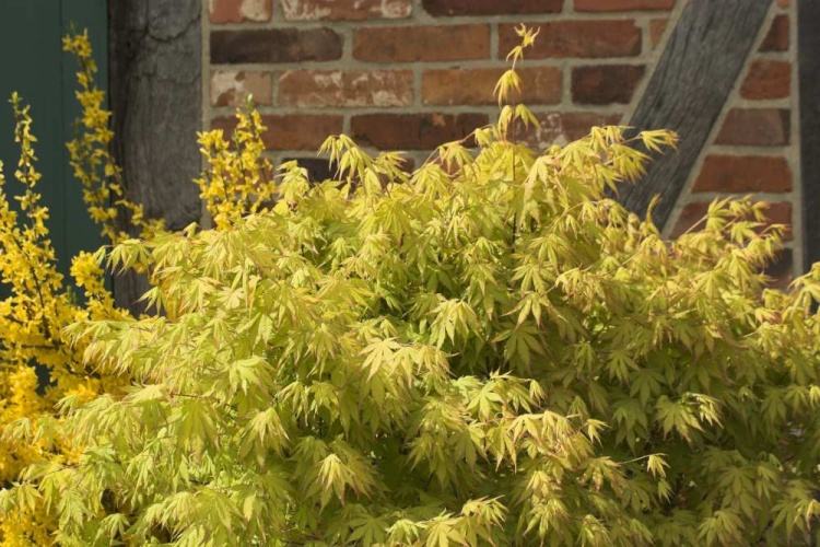 Orange Dream Japanese Maple