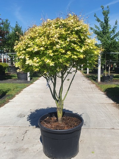 Orange Dream Japanese Maple