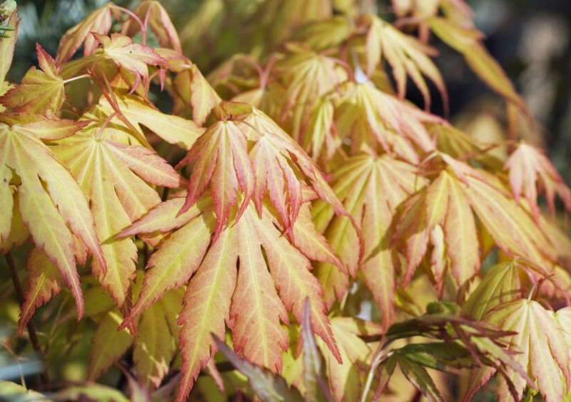 Orange Dream Japanese Maple