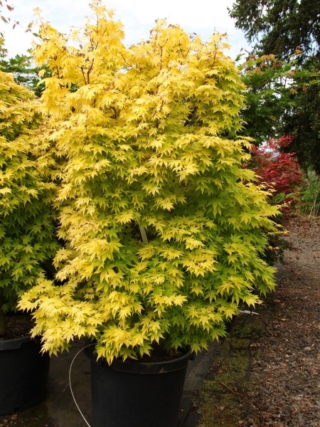 Orange Dream Japanese Maple