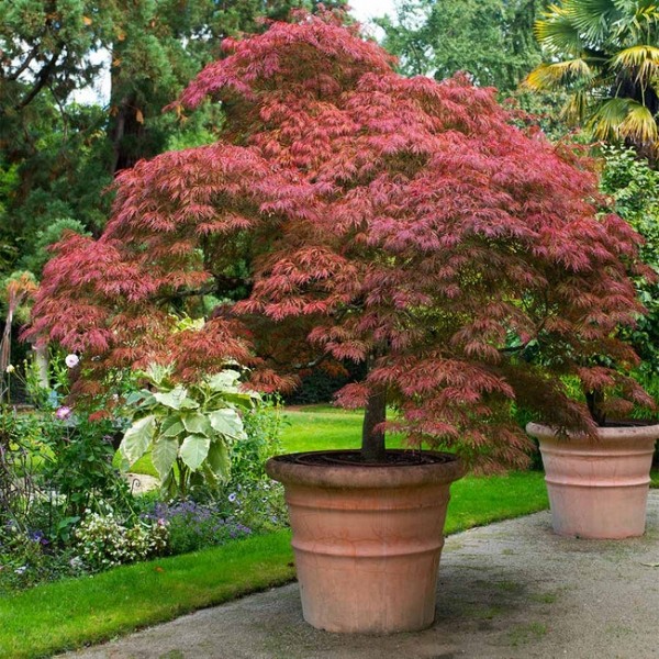 Red Dragon Dwarf Japanese Maple