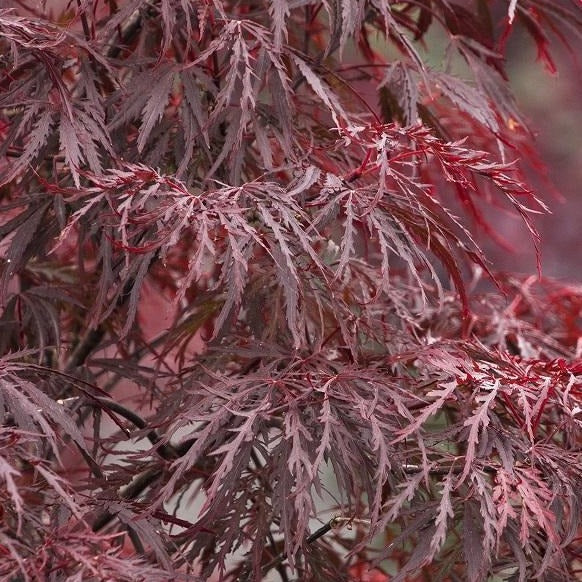 Red Dragon Dwarf Japanese Maple