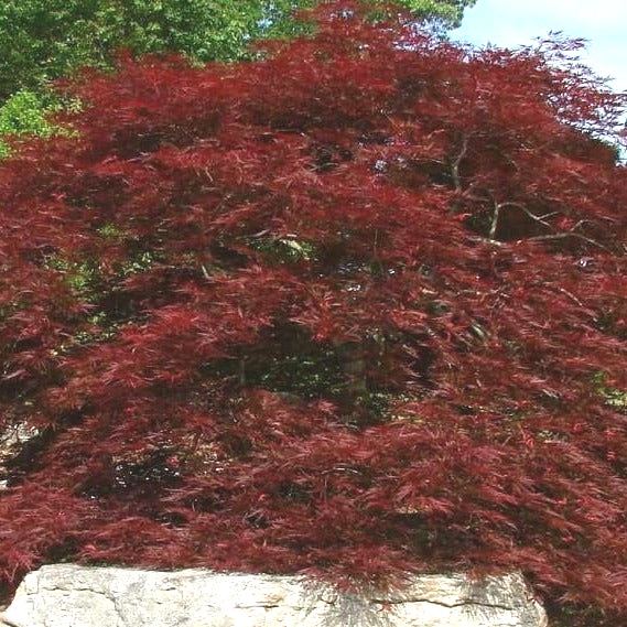 Red Dragon Dwarf Japanese Maple