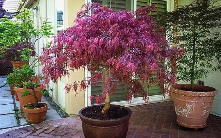 Red Dragon Dwarf Japanese Maple