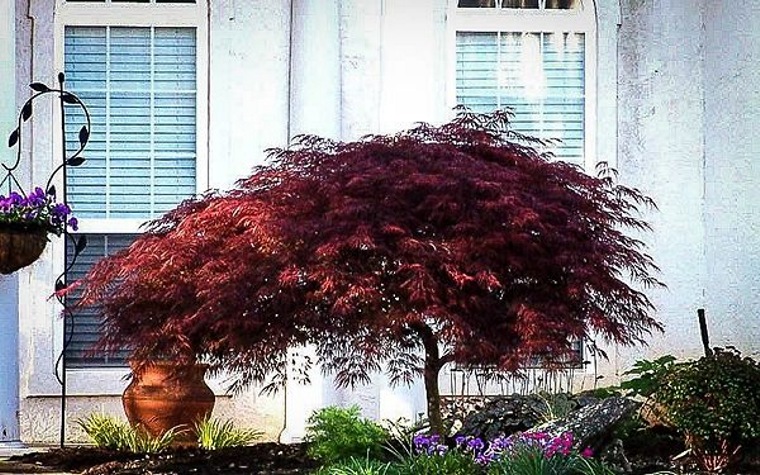 Red Dragon Dwarf Japanese Maple
