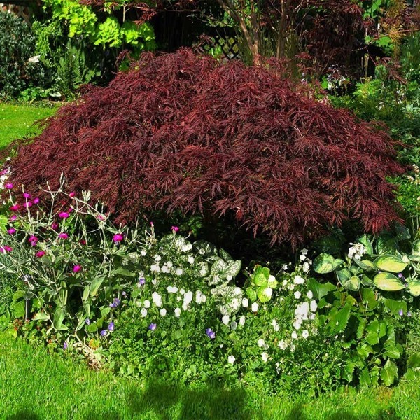 Red Dragon Dwarf Japanese Maple